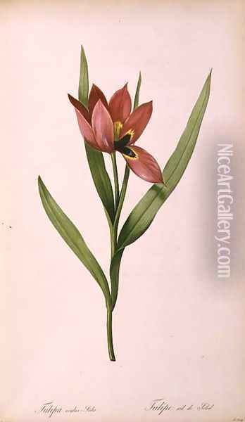 Tulipa oculus-solis, from Tulipe des Jardins Oil Painting - Pierre-Joseph Redoute