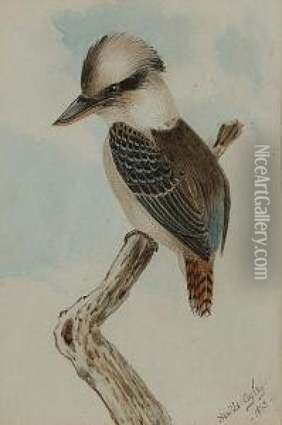 A Kookaburra; A Laughing Jackass, A Pair Oil Painting - Neville Henry P. Cayley