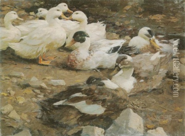 Neun Enten Am Steinigen Ufer Oil Painting - Alexander Max Koester