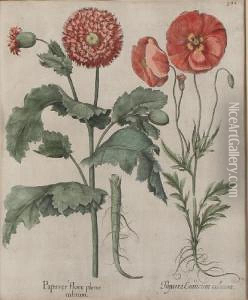Papaverflore Plenorubrum Oil Painting - Basilius Besler
