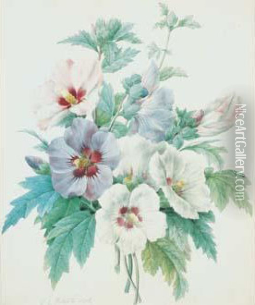 Redoute - < Althaea > Oil Painting - Pierre-Joseph Redoute