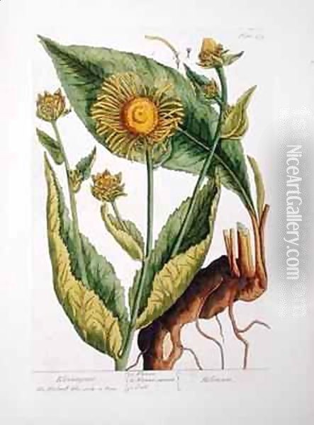 Elecampane, plate 473 from 'A Curious Herbal' Oil Painting - Elizabeth Blackwell