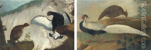 A Male And Female Black Game (+ A Male And Female Silver Pheasant; Pair) Oil Painting - Jakob Bogdani
