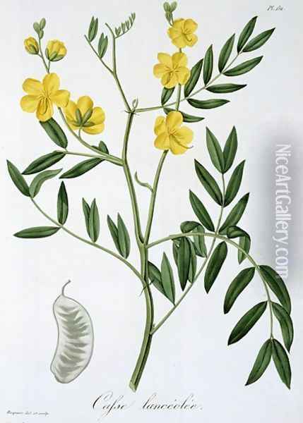 Cassia from Phytographie Medicale Oil Painting - L.F.J. Hoquart