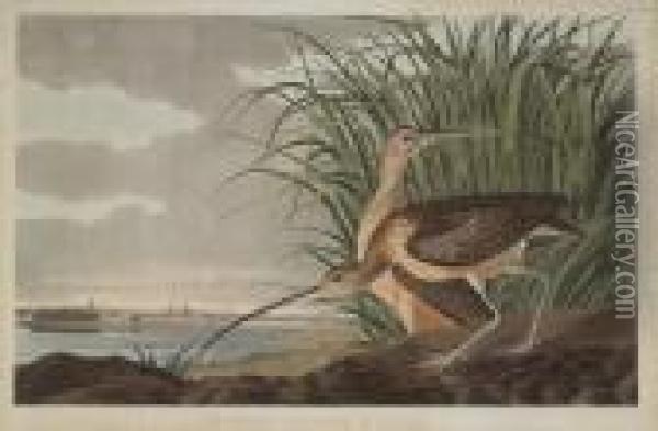 Long-billed Curlew Oil Painting - John James Audubon