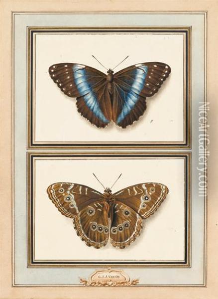 Butterfly Oil Painting - Georgius Jacobus J. Van Os