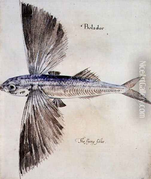 Flying-Fish 2 Oil Painting - John White