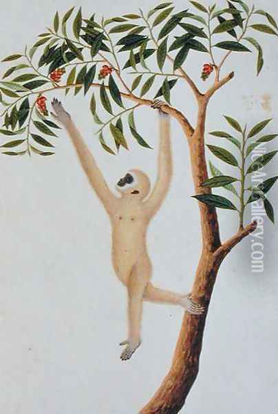 White Long Armed Ape, Ongka Pootre, from 'Drawings of Animals, Insects and Reptiles from Malacca', c.1805-18 Oil Painting - Anonymous Artist