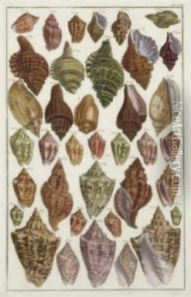 [shells]: Six Plates Oil Painting - Albertus Seba