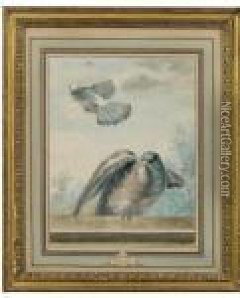 Pigeon Domestique Et Pigeon Ramier Oil Painting - Aert Schouman