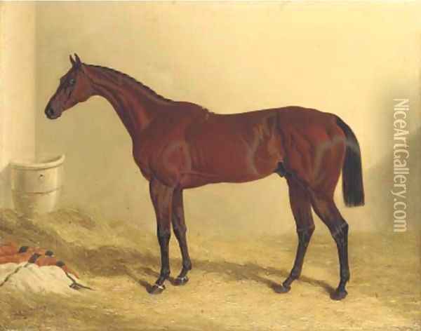 Bay Middleton, a bay racehorse in a loose box Oil Painting - John Frederick Herring Snr