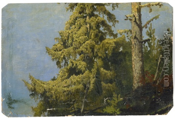 Waldpartie Mit Nadelbaumen Oil Painting - Anton Edvard Kjeldrup