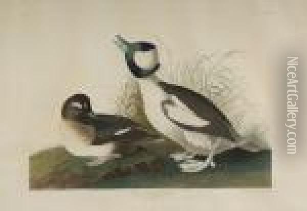 Fuligula Albeola Oil Painting - John James Audubon