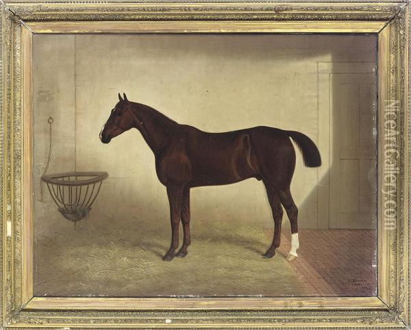 A Bay Hunter In A Stable Oil Painting - E. Brown