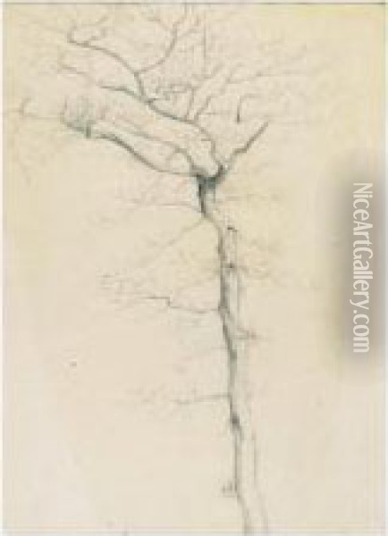 A Tree Study Oil Painting - Henry Farrer