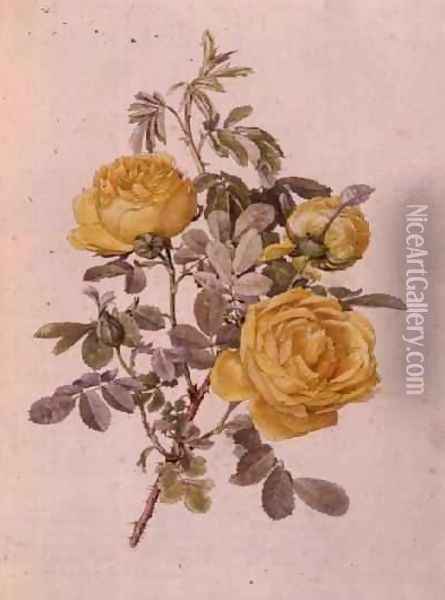 Rosa Genus, No.10, 755, c.1910 Oil Painting - Alfred Parsons