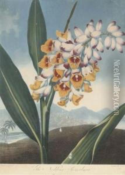 Temple Of Flora: The Nodding Renealmia Oil Painting - Robert John, Dr. Thornton