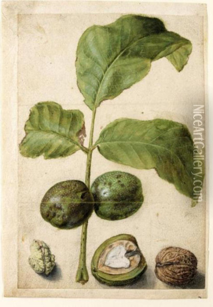 Various Studies Of Walnuts: A Spray Of Leaves With Nuts Attached, A Cross-section Of The Nut In Its Pithy Casing, The Outside Of The Shell, And The Kernel Oil Painting - Jacques (de Morgues) Le Moyne