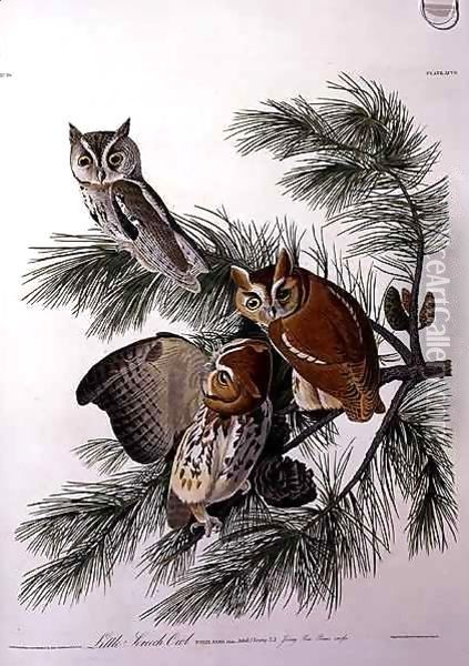 Little Screech Owl, from 'Birds of America' Oil Painting - John James Audubon