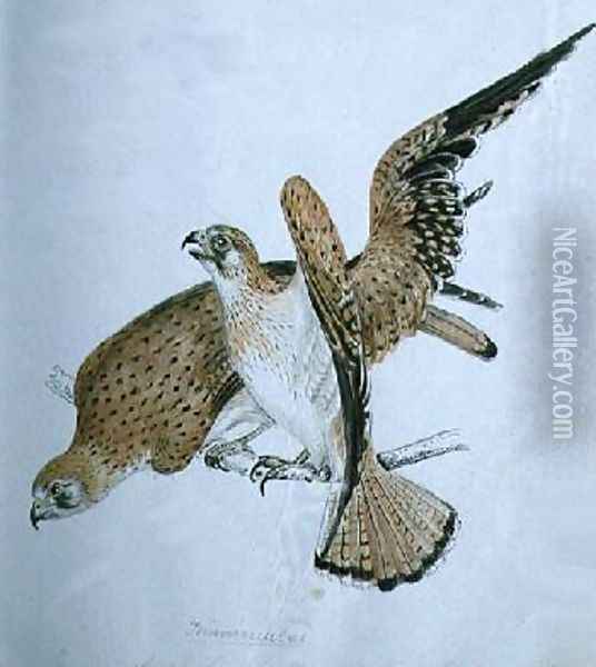 Birds of Prey Oil Painting - Caroline Louisa Meredith