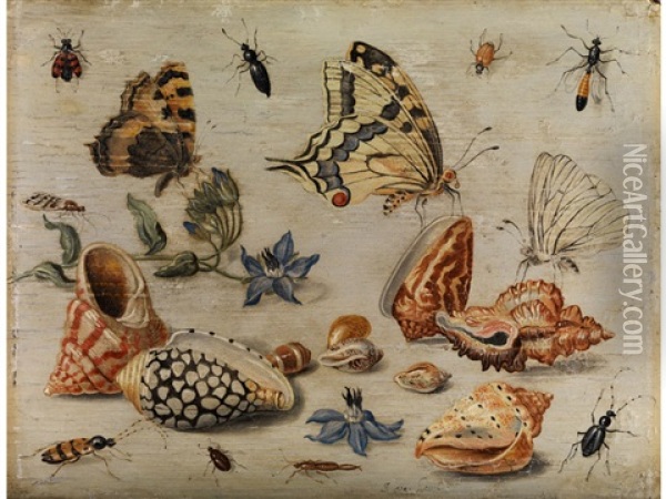 Muscheln, Schmetterlinge, Blumen Und Insekten Auf Weissem Grund Oil Painting - Jan van Kessel