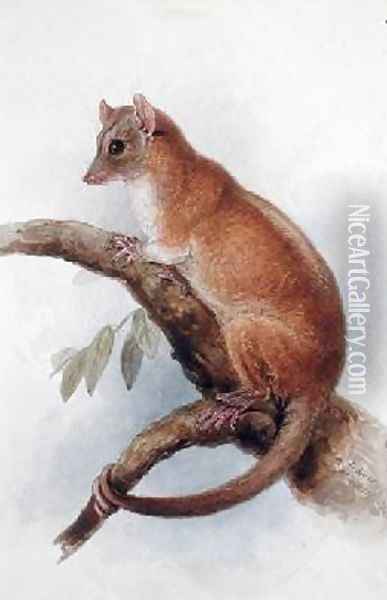 Lord Derbys Woolly Opossum Oil Painting - Edward Lear