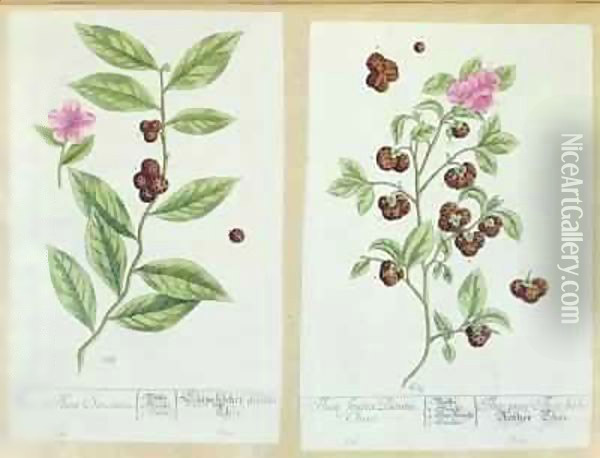 Tea and China Tea, plate from 'Herbarium Blackwellianum' Oil Painting - Elizabeth Blackwell