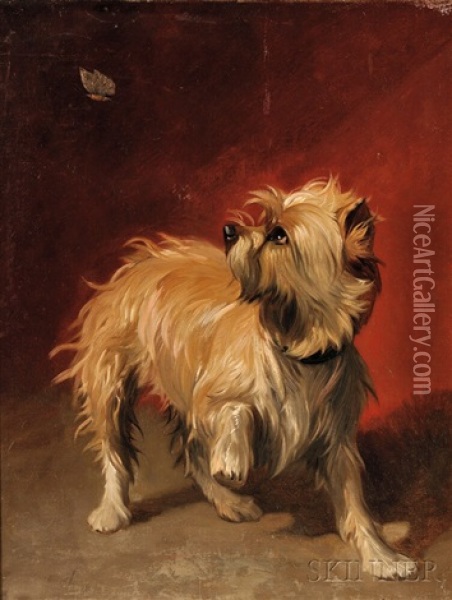 Terrier With Butterfly Oil Painting - Conradyn Cunaeus