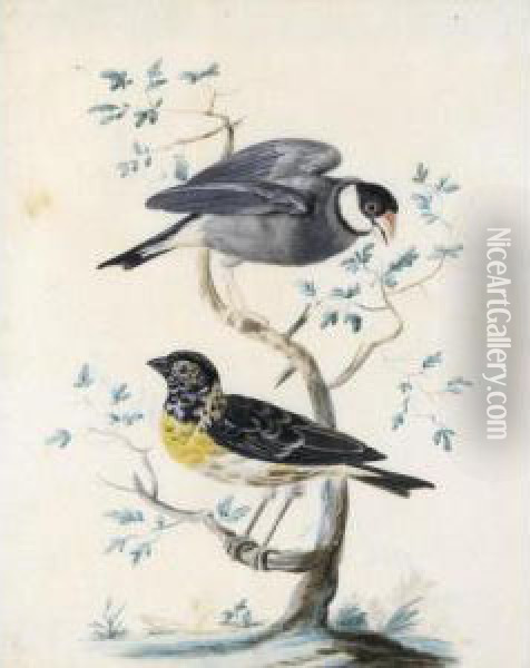 Two Exotic Birds Perched On A Branch: A Java Sparrow With A Lesser Weaver Oil Painting - Jan Gerritsz van Bronchorst
