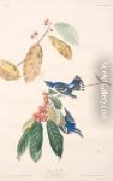 Azure Warbler Oil Painting - John James Audubon