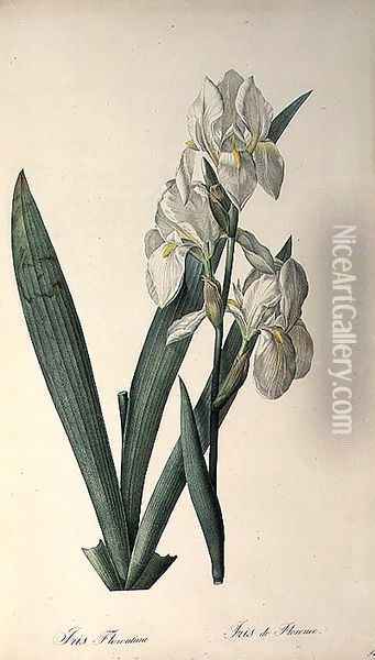 Iris Florentina, from Les Liliacees Oil Painting - Pierre-Joseph Redoute