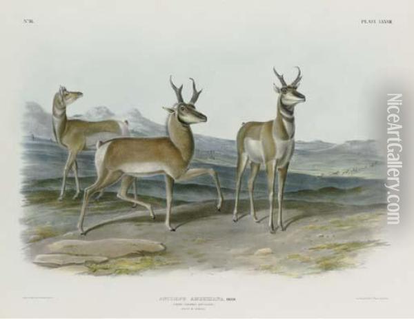Prong-horned Antelope Oil Painting - John T. Bowen