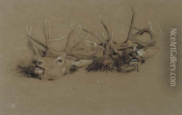 Stag Head Studies Oil Painting - Gourlay Steell