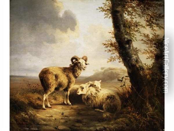 Schafe Am Feldrand Unter Lichten Birkenbaumen Oil Painting - August Knip