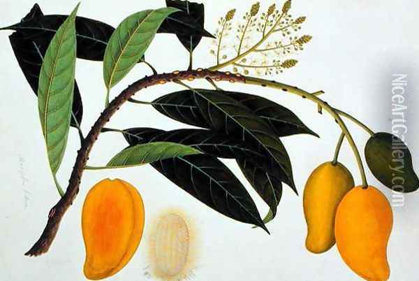 Mango Bodol, from 'Drawings of Plants from Malacca', c.1805-18 Oil Painting - Anonymous Artist