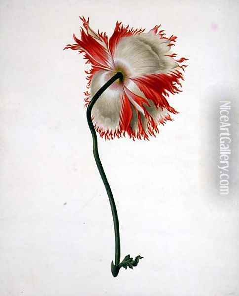 Field Poppy, seen from behind Oil Painting - Pieter Withoos