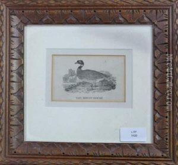 The Brent Goose Oil Painting - Thomas Bewick