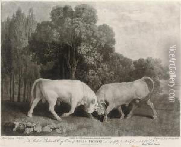 Bulls Fighting Oil Painting - George Stubbs