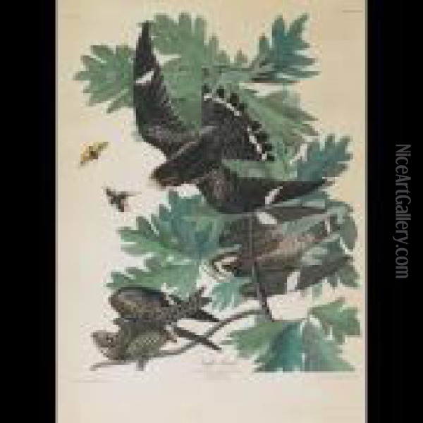 Night Hawk, Plate Cxlvii Oil Painting - John James Audubon