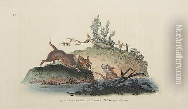 The Natural History Of British Quadrupeds Oil Painting - Edward Donovan