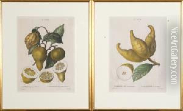 Citrus Bigaradia Bizarro Oil Painting - Pancrace Bessa