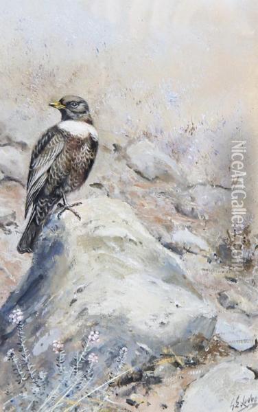 A Ring Ouzel Perched On A Rock Oil Painting - George Edward Lodge