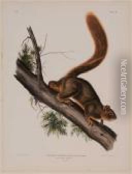 Sciurus Rubricandatus...red-tailed Squirrel Oil Painting - John James Audubon