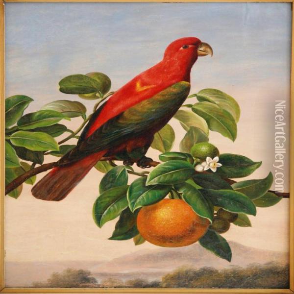An Amazon Parrot On An Orange Twig Oil Painting - I.L. Jensen