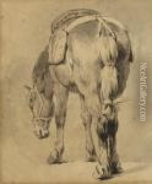 Study Of A Saddled Horse Oil Painting - Pieter van Bloemen