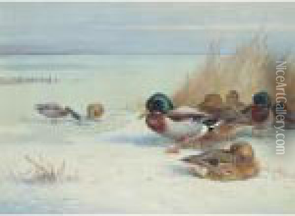 Mallards On A Frozen Lake Oil Painting - Archibald Thorburn