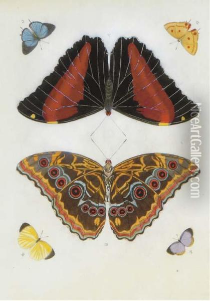 Butterfly Studies Oil Painting - Pieter Cramer