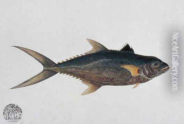 Eekan Tinierie Papan, from 'Drawings of Fishes from Malacca', c.1805-18 Oil Painting - Anonymous Artist