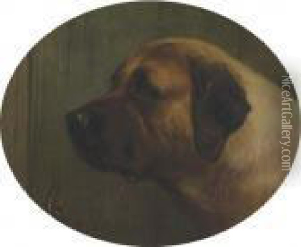 Head Of A Bull Mastiff Oil Painting - George Earl