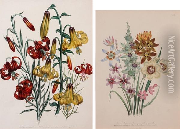 Botanical Studies Oil Painting - Jane Webb Loudon